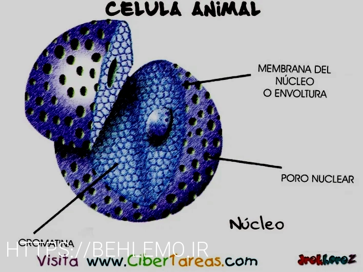 What do animals eatanimal diets