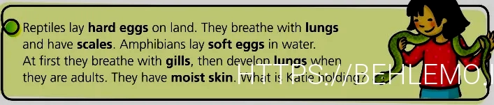 What do animals eat