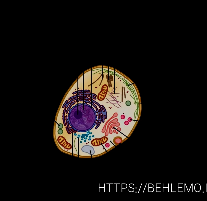 What do animals eatanimal diets